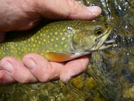 Fish Sign Language - How trout communicate