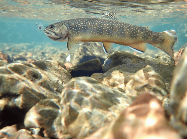 Exploring Fall Tenkara Fishing in the Northern Rockies