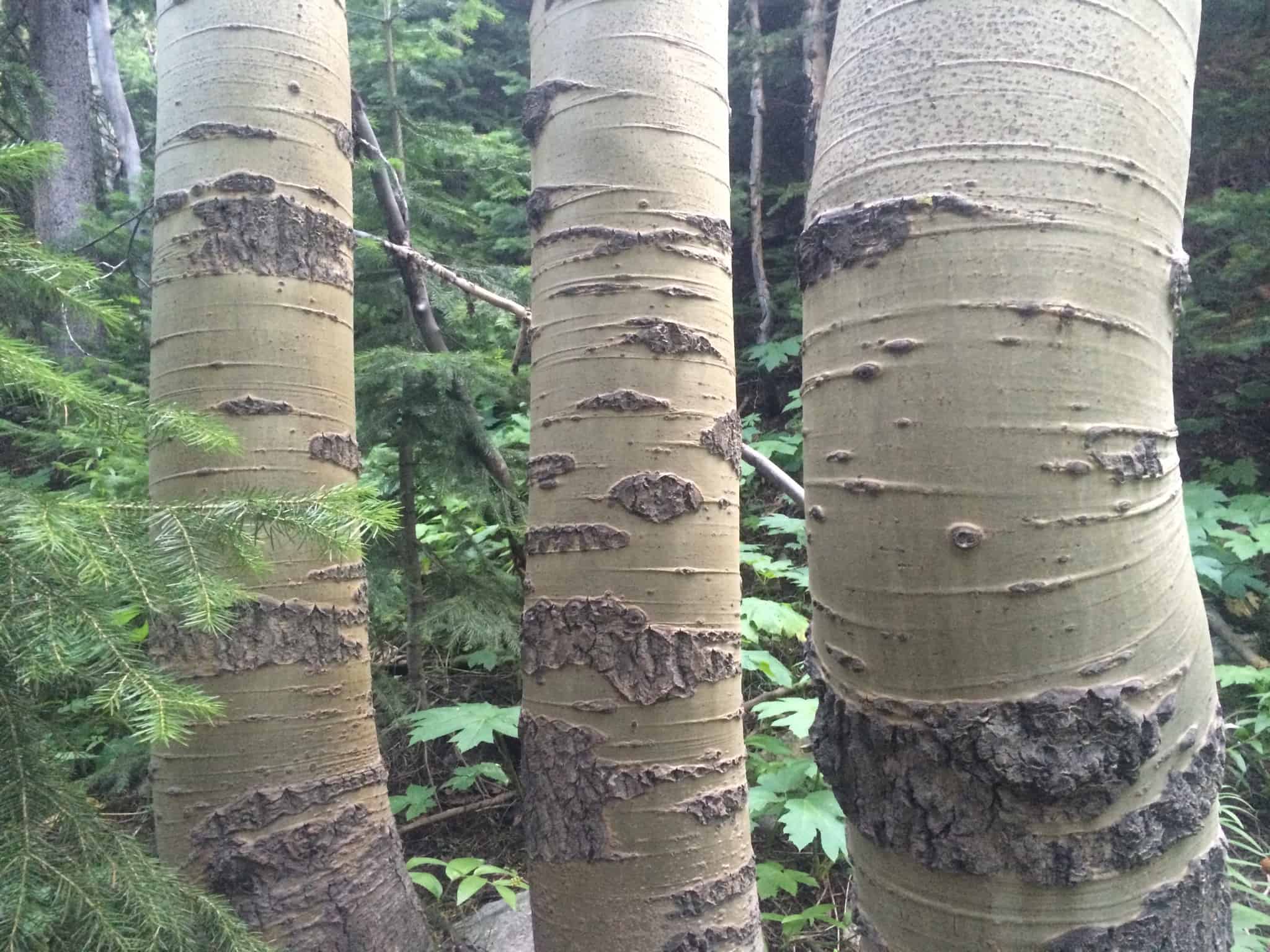 Shinrin yoku - a trip report