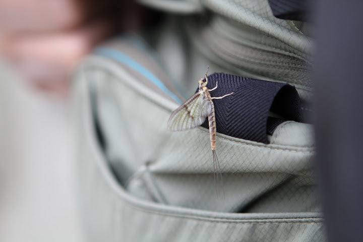 Flies? One fly is all you need