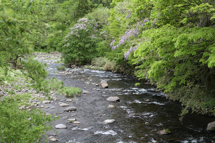 Fuji no Hana, 藤花