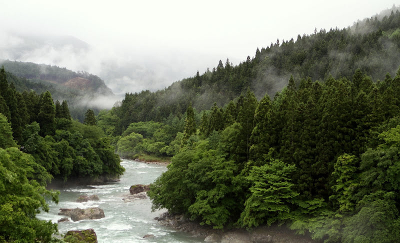 Tenkara in Misty Mountains