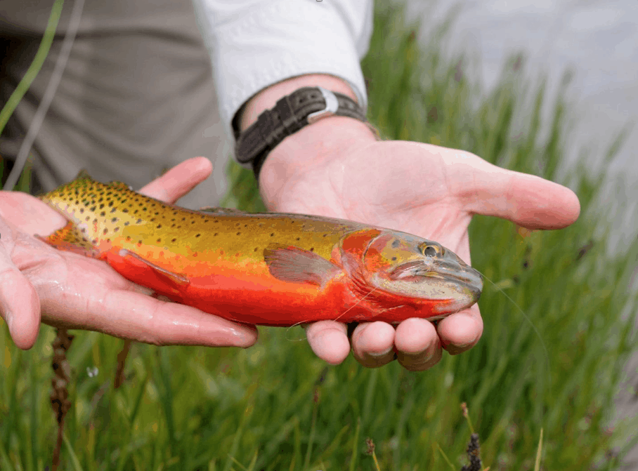 Finding the Perfect Tenkara Water