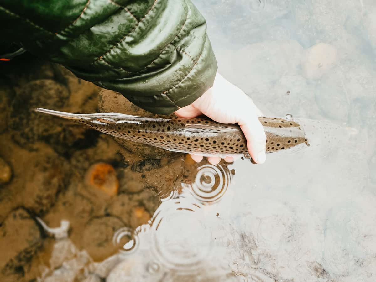 Tenkara USA Spring Fishing Guide: Techniques and Tips for Success