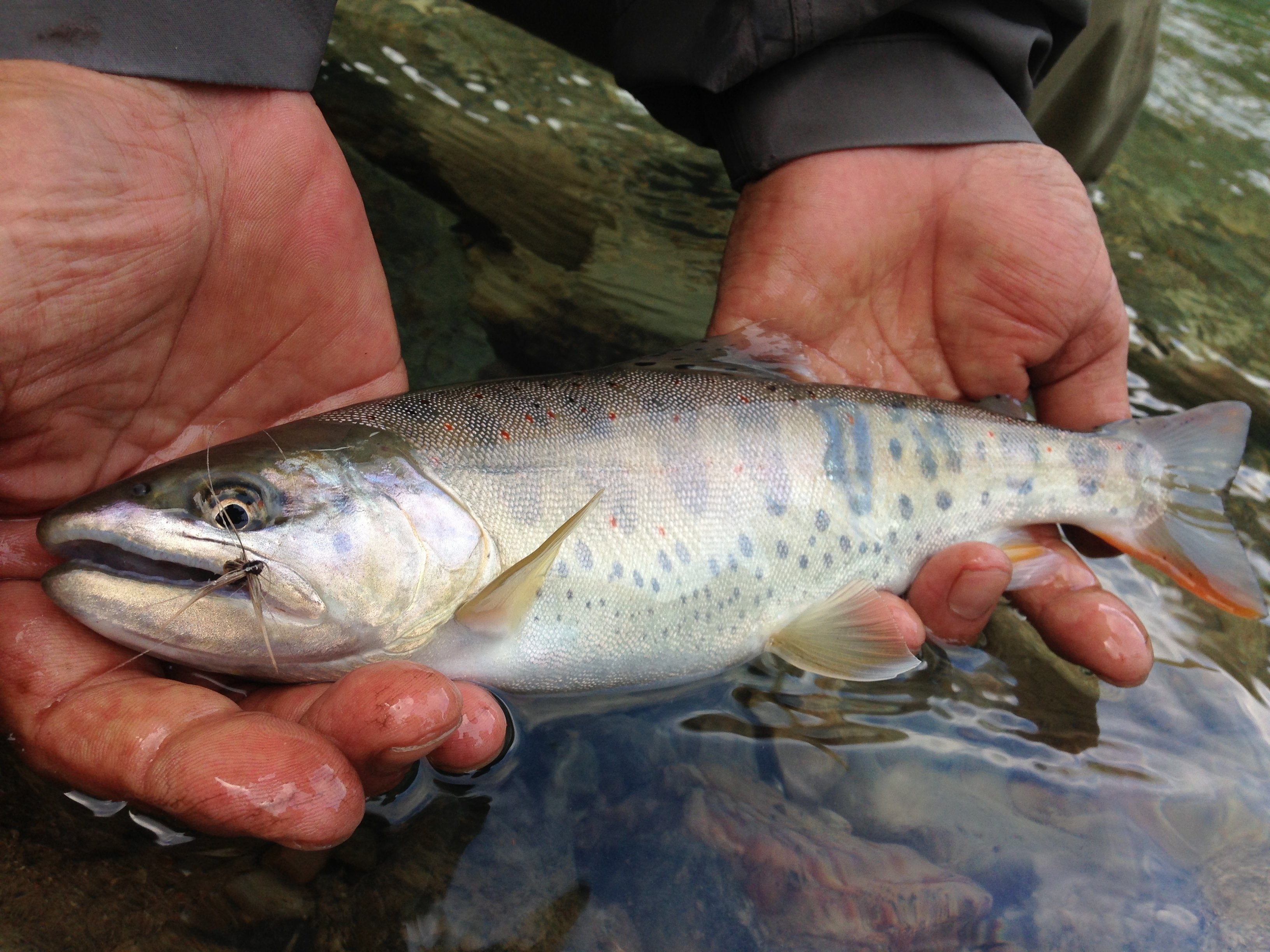 Tenkara Flies | Tenkara USA