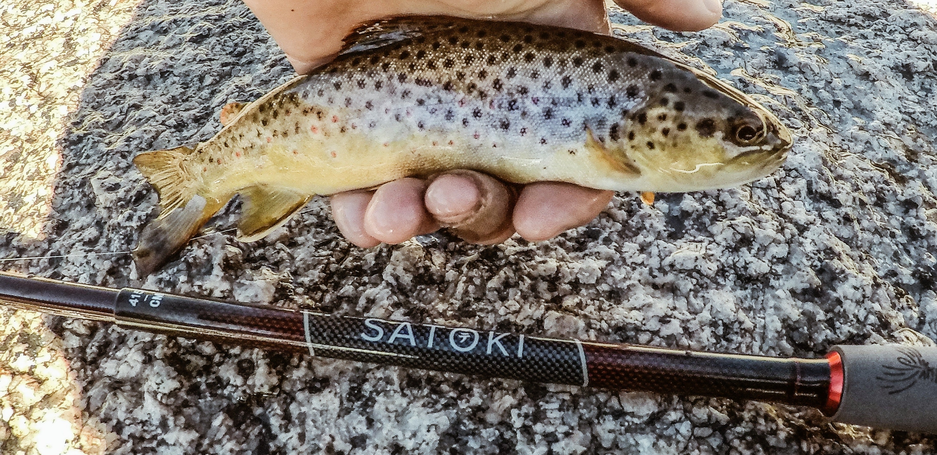 Tenkara Usa Satoki Rod and Fish on hand.