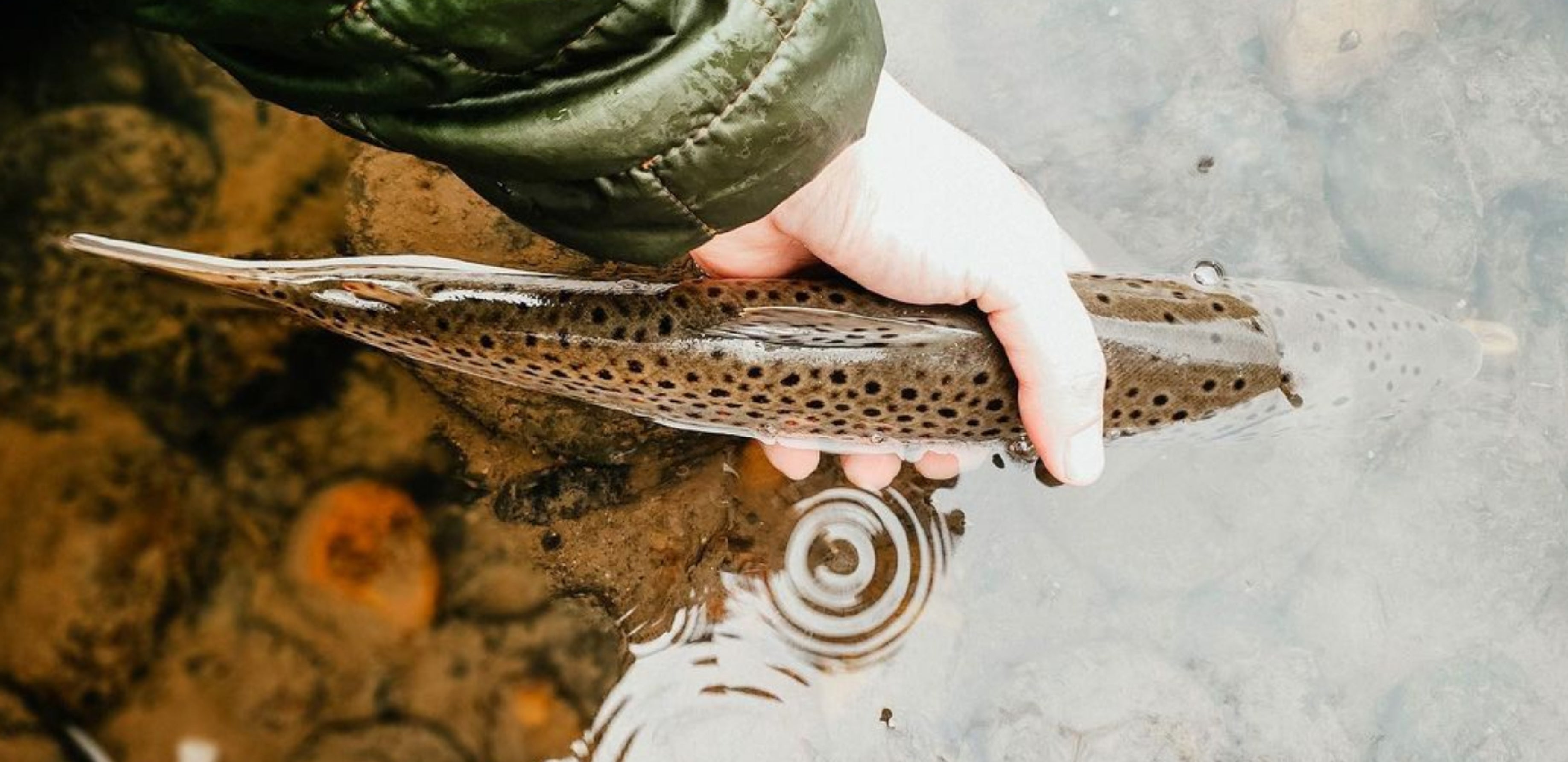 Tenkara Usa Fish on hand.