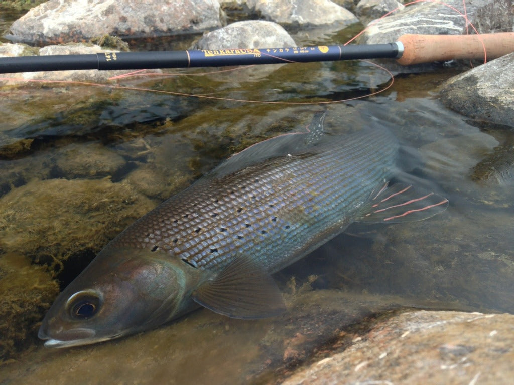 Grayling on Tenkara