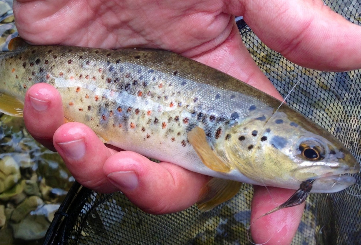 Mediterranean trout on tenkara