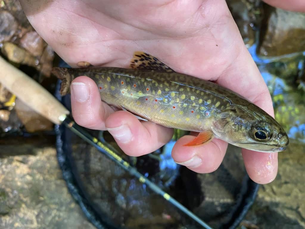 My Journey into Tenkara