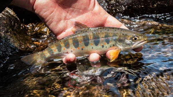 Amago on tenkara, by Discover Tenkara