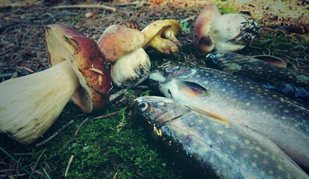 Going deeper for mushrooms and trout my idea of "from heaven"