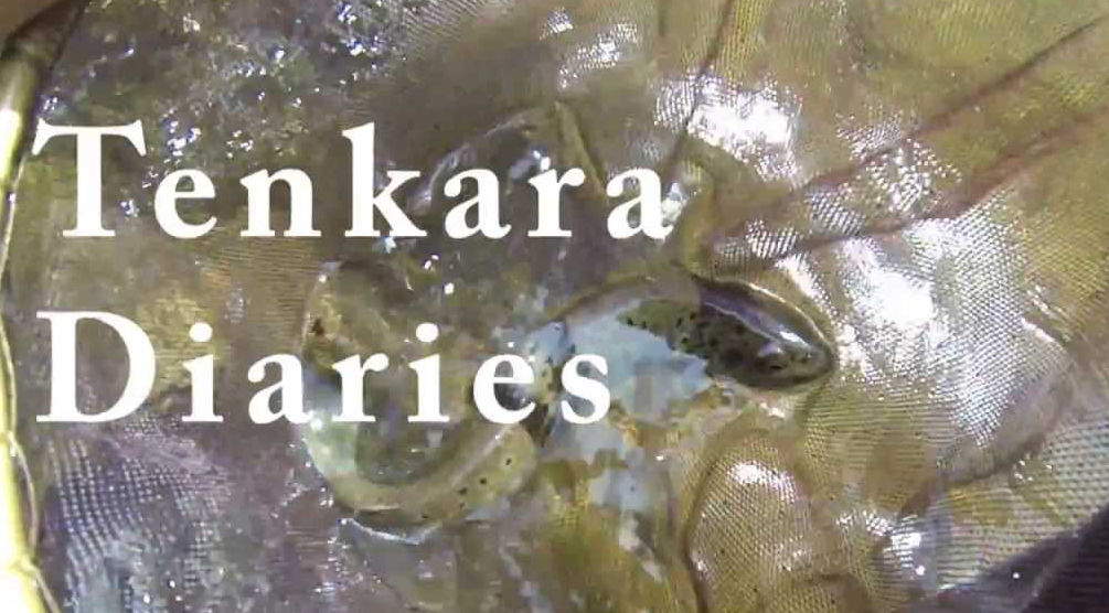 Tenkara Diaries: Trout, Carp, Bluegills and Bass