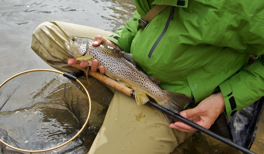 7lb brown trout on Tenkara