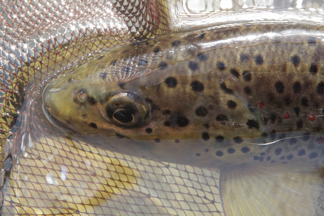 Yesterday's tenkara photos