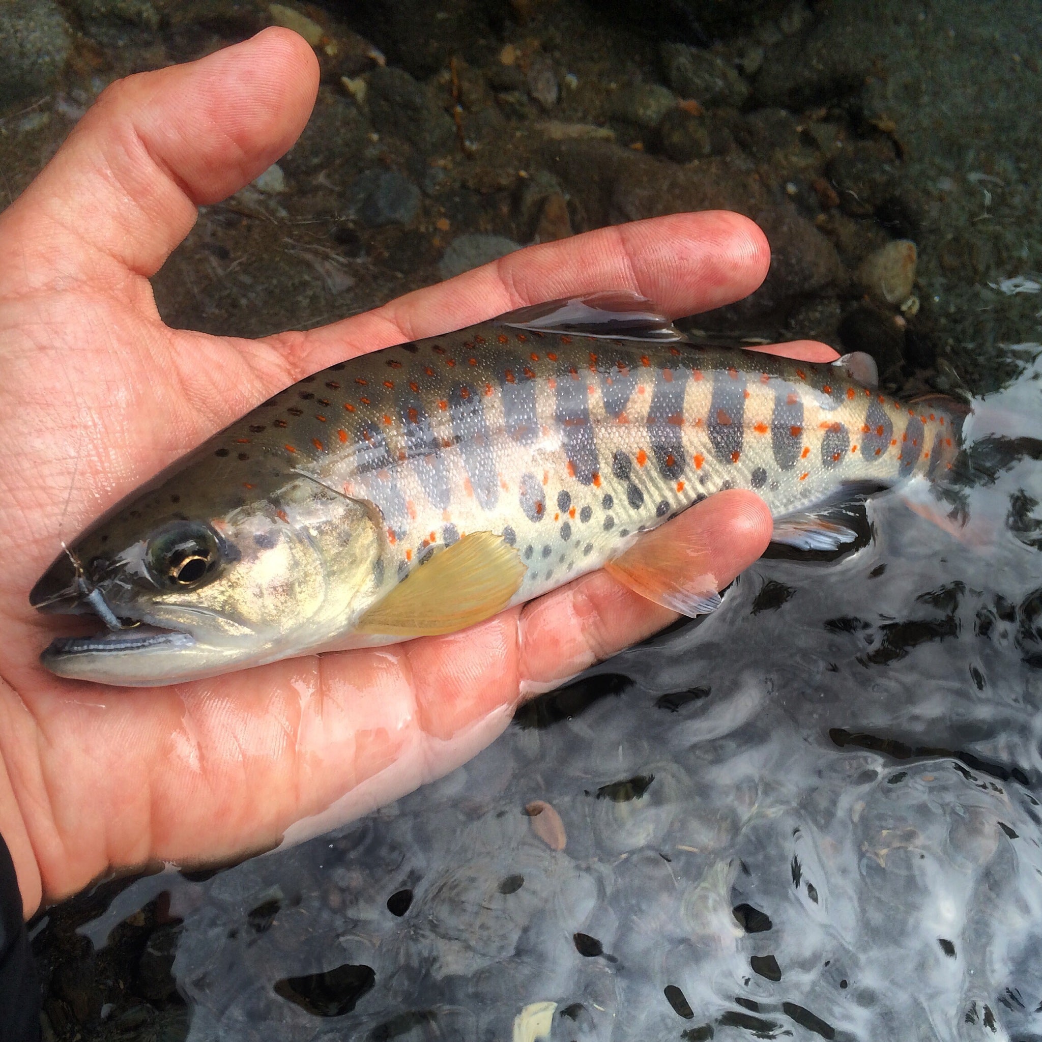 Fish of the day: Amago