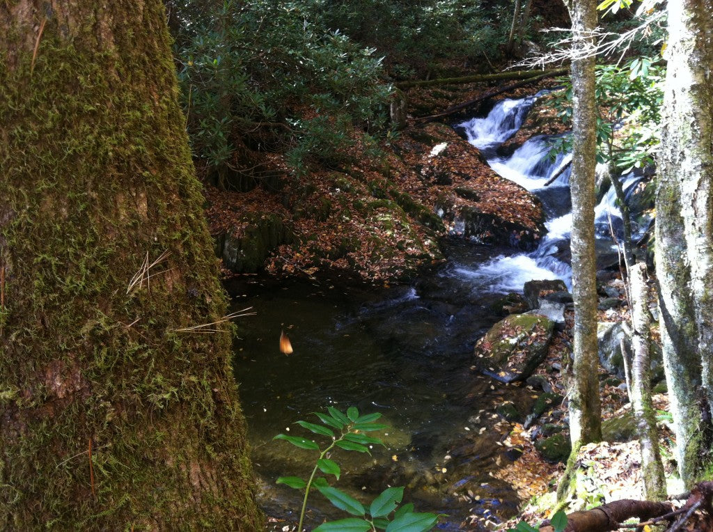 Tenkara Tennessee - only about 2 hours, but fun!