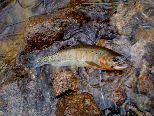 1 of 750 - Saving the Greenback Cutthroat