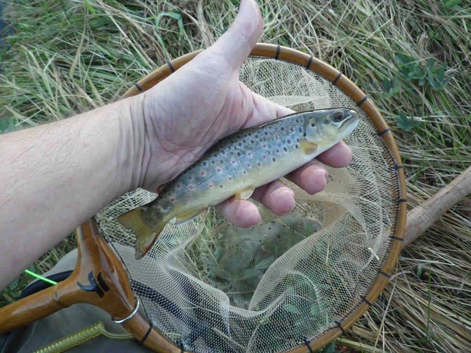 Tenkara Never Sleeps