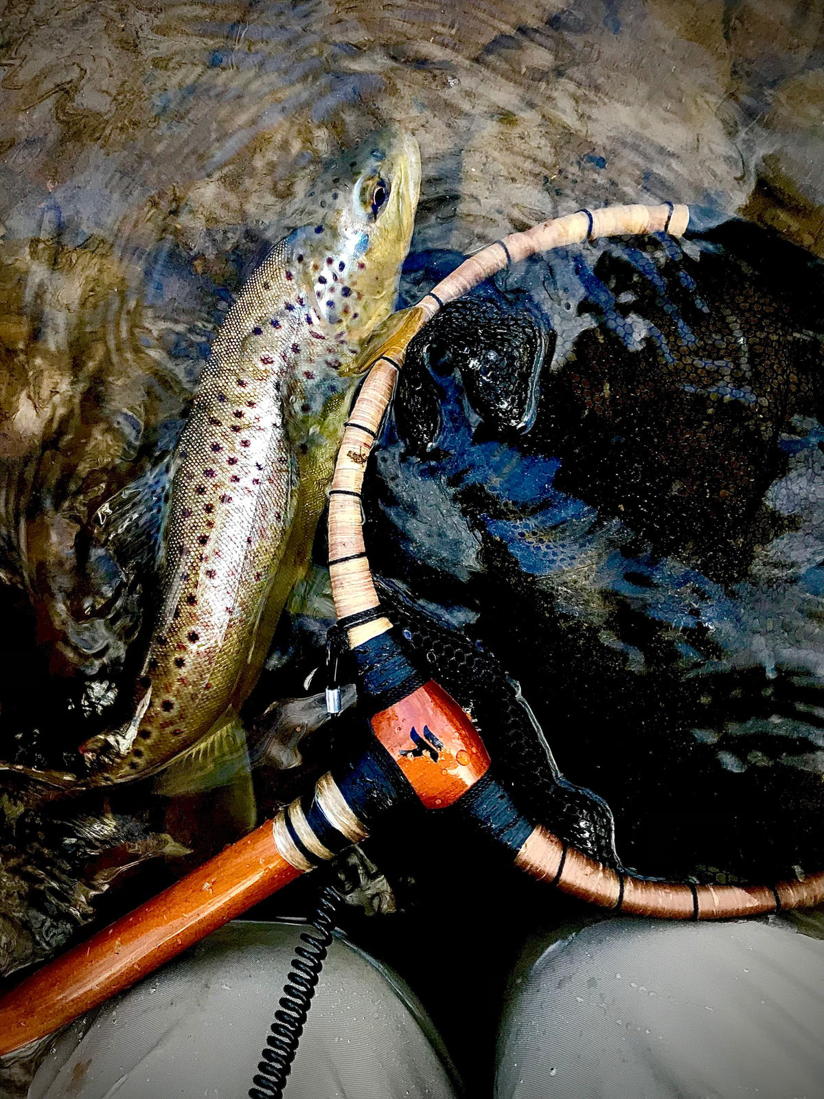 Fish portrait