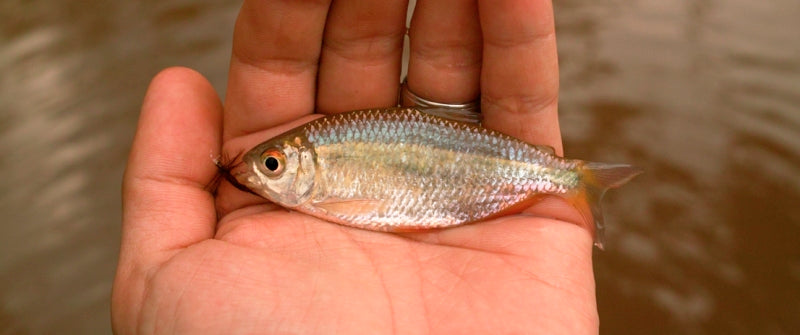 Tenkara in Brazil